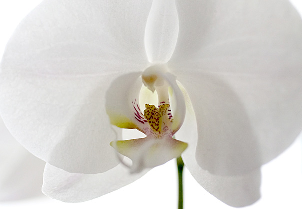 White Orchid