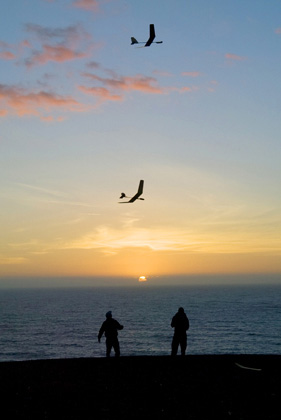 RC Gliders at dusk